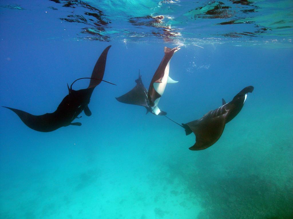 Barefoot Manta Island Resort Drawaqa Island Luaran gambar